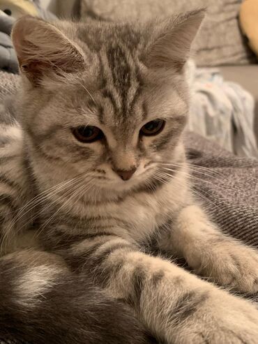 куплю британского кота: Кот
Британский короткошерстный серебристый полосатый кот