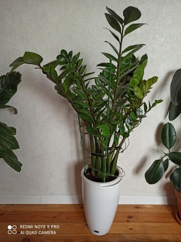 где можно купить корень хрена: Продаю домашние цветы