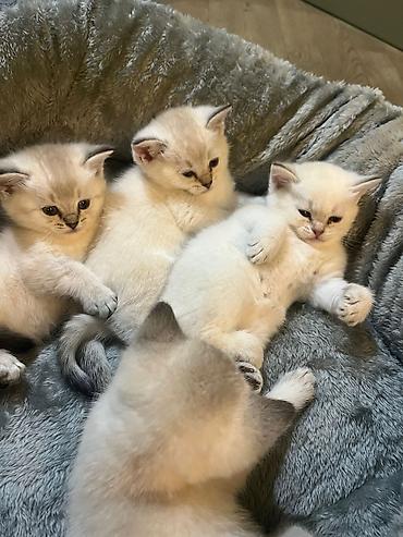 Pişiklər: Şinşilla — 1