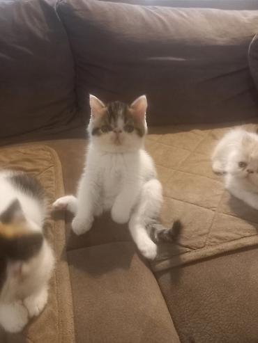 Mačke: Na prodaju mačići persijske egzotične (Exotic Shorthair) rase. Vrlo — 9