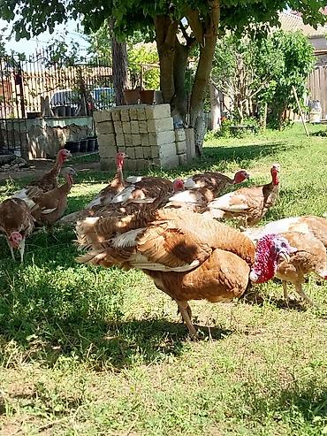Quşlar: Kanada Borbon hindiuşkaları satılır ! 
28 fevral çıxmış cücələrdi ! — 3