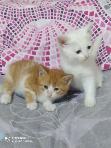 бенгальский кот: Самец, Самка, Самовывоз