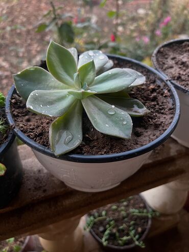 Otaq bitkiləri: Her biri ucuz kimete Gencededi catirma var size yaxin yere ancag — 55