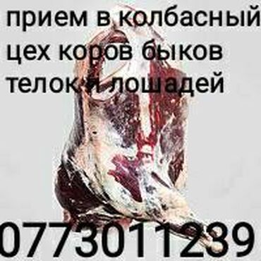 802 объявлений | ЖИВОТНЫЕ: Куплю в колбасный цех коров лошадей быков и телок на мясо