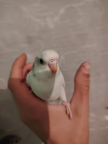 papuqay quş: Etrafli melumat üçün vp da aktif 🫶🏻🦜