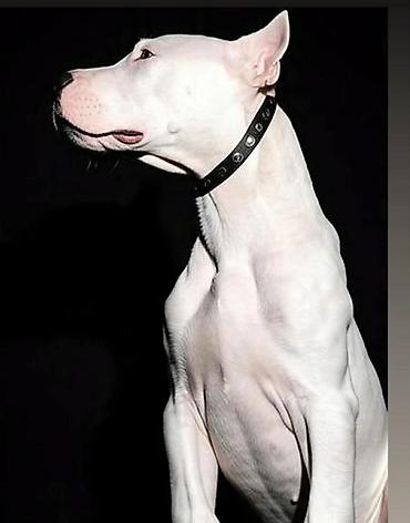 stari maltezer: U ponudi stenci doge argentino muzijaci i zenke,izlozbenog — 1