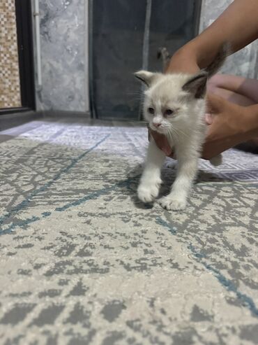 вислоухие котята фото цена: Сиамская, 2 месяца, Девочка, Белый