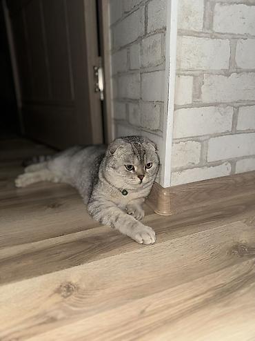 Продажа кошек: Скотиш Фолд (Шотландская вислоухая), 10 месяцев, Мальчик, Проглистована, Приучена к лотку — 4