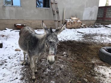 декоративные кролик: Осёл (домашний, серый) - Порода/тип: домашний осёл, компактного роста