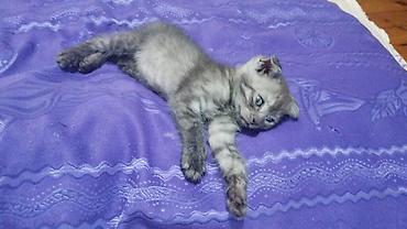 Balaca pişik balası - Təxmini yaşı: balacadır (yeni doğulmuşdan bir lalafo.az -da Balaca pişik balası - Təxmini yaşı: balacadır (yeni doğulmuşdan bir