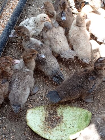 sort keci: Dişi, | Lal ördək, Damazlıq, Ünvandan götürmə