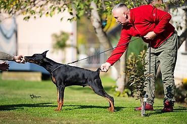 malteška pudla: Na prodaju muško štene dobermana, ostenjeno :09.05.2023.g. (vWD-clear — 2