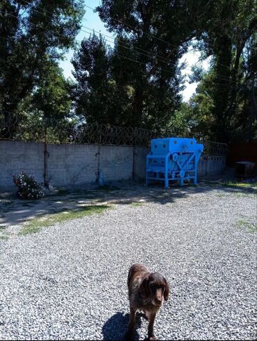 Помещения свободного назначения: Продаётся коммерческая недвижимость с.Сокулук 📍 Расположение: Объект — 9