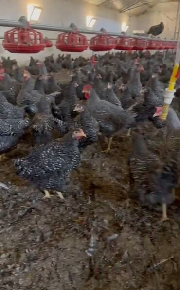 broiler toyuq satisi: Toyuq, Australorp, Yumurtalıq, Ünvandan götürmə, Pulsuz çatdırılma, Ödənişli çatdırılma