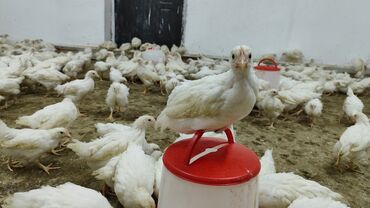 цыплята ломан браун: Продаю | Цыплята | Несушки