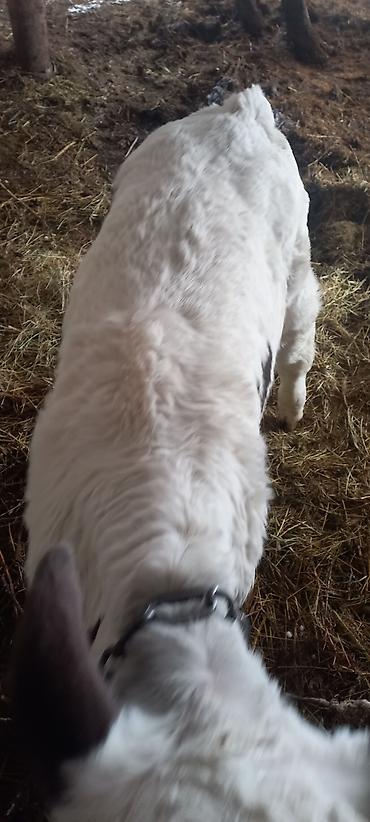 Коровы, быки: Продаю | Музоо, торпок | Полукровка | На откорм — 7