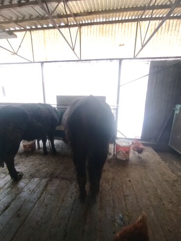 Коровы, быки: Продаю | Тёлка | Швицкая | На откорм | Привязанные — 2