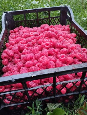 купить кровать кривой рог бу: Куплю малину сортовой и местный.
#малина куплю