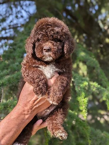 Psi: Lagotto Romagnolo – rezervacija stenaca Dostupno novo leglo pasa rase — 5