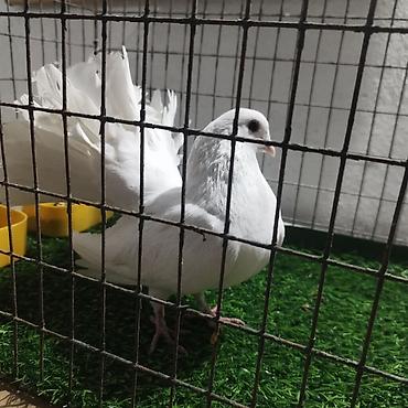 Другие с/х животные: Породистые декоративные голуби. Описание: - Порода — 23
