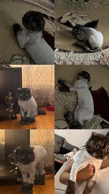 pişik şəkilləri profil üçün: Şotland yastı qulaq — 3