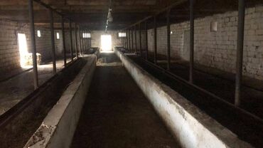 Torpaq sahələrinin satışı: 48 sot, Kənd təsərrüfatı, Makler, Kupça (Çıxarış) — 13