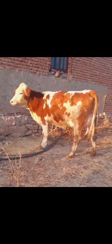 Inəklər, öküzlər: Simental tipli inək və balası - Rəng: qırmızı-ağ alaca - Ana inək -da lalafo.az — 6 Inəklər, öküzlər: Simental tipli inək və balası - Rəng: qırmızı-ağ alaca - Ana inək — 6