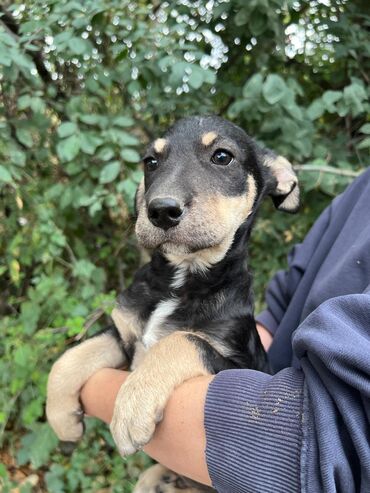 Отдам даром собаку: Собака даром: Дворняжка, 4 месяца, Самец — 5