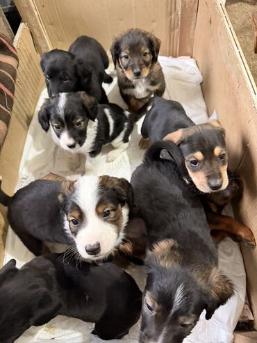 Psi: Štenci mešanci – više štenaca različitih boja i šara Opis: - Leglo — 6