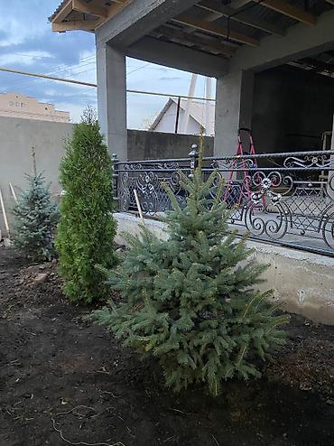 пересадка ели: 🌲 Пересадка и уход за хвойными растениями 🌲 Выкапываю и пересаживаю — 6