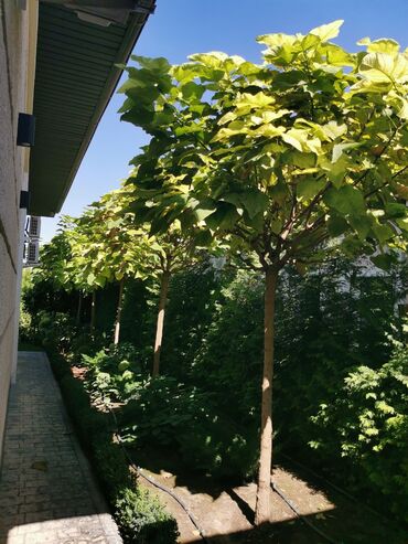 купить газ баллон в бишкеке: Катальпа шаровидная (Catalpa bignonioides ‘Nana’) — декоративные