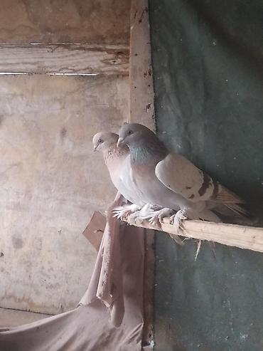 Птицы: Срочносрочно🆘 продается голуби пара 800сомов пажалуйста пишете в — 9