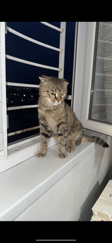 сибирская черно белая кошка: Кошка даром: Скотиш Фолд (Шотландская вислоухая), 1 год, Мальчик