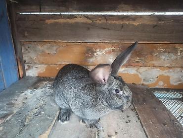 Кролики: Продаю | Кролик самец at lalafo.kg — 9 Кролики: Продаю | Кролик самец — 9