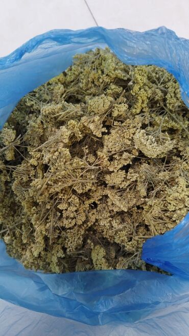 Çöl bitkiləri: Bütün növ yerli və xaricdən gəlmə bitkilərin topdan satışı Çərəz — 7