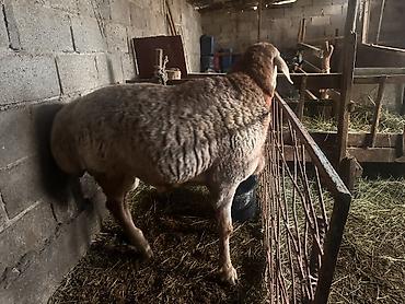 кара балта кошки: Продаю | Баран (самец) | На забой — 6