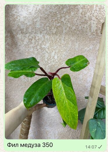 Диффенбахии: Комнатные растения 1) Диффенбахия — по 350 каждый - Вечнозелёное — 3