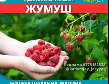 швея надомница: Талап кылынат Түшүм терүүчү, Төлөм Күнүмдүк
