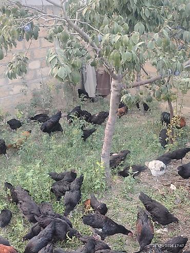 Toyuqlar: 🐔 Australorp Toyuqun cücələri satışda! Şəkildə qeyd olunmuş — 6