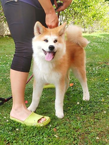 Psi: AKITA INU – VRHUNSKO FCI LEGLO | KUMA KAI KENNELS Odgajivačnica Kuma — 15