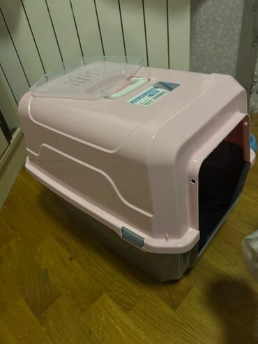 Pişiklər: Şotland yastı qulaq, Dişi, Yaxşı əllərə, Ödənişli çatdırılma — 25