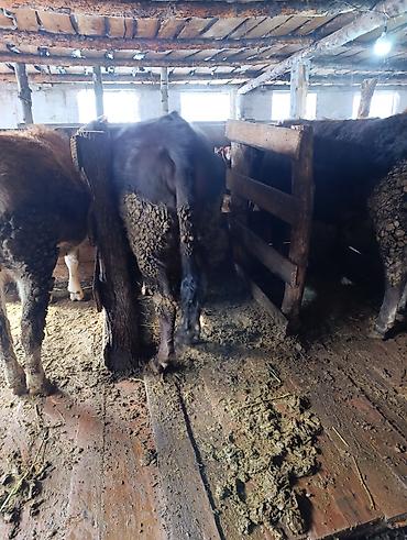 Коровы, быки: Продаю | Корова (самка), Тёлка | Полукровка | На забой | Привязанные — 12