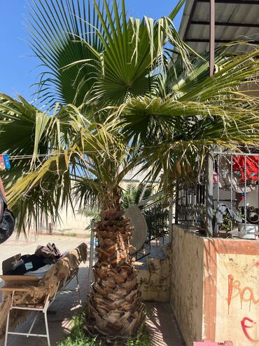 palma ağacı satışı: Agaclar