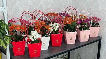 Каланхоэ: Каланхоэ в декоративном пакете‑кашпо “Specially” - Живые горшечные — 2