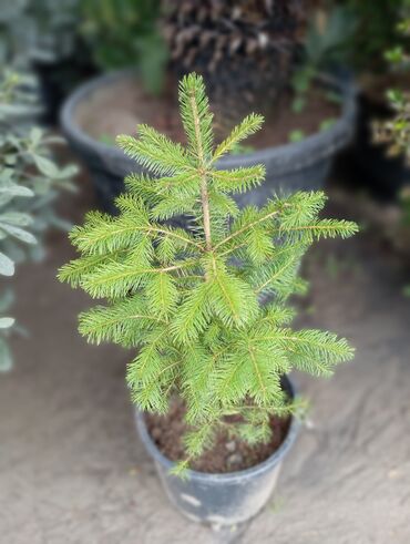 Ağaclar: Yeni il şamları 🌲 dibçəkdə ofis,ev 🏠 və bağ 🪏 üçün uyğundur.Təbii — 16