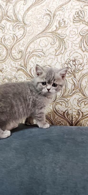 шатланские котята: Котята от домашней пары: - Папа: Британский крупный вислоухий кот — 2