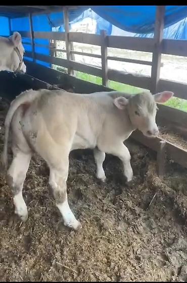 Dana, buzov: Satılır: Ətlik buzov - Cinsə bənzər: ağ rəngli, ətlik istiqamətli -da lalafo.az — 2 Dana, buzov: Satılır: Ətlik buzov - Cinsə bənzər: ağ rəngli, ətlik istiqamətli — 2