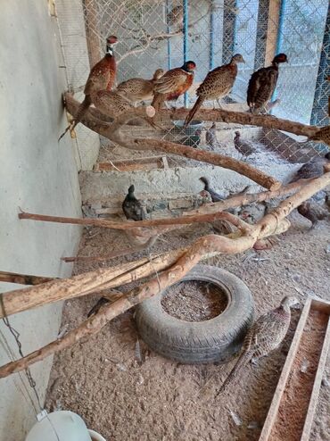 пудель карликовый цена: Qirqovullar Gəncədədi Bakıya çatdırılma var