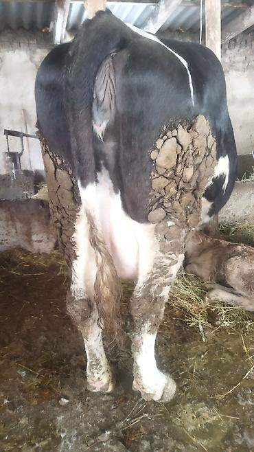 Коровы, быки: Продаю | Корова (самка) | Полукровка | Для молока | Стельные — 5