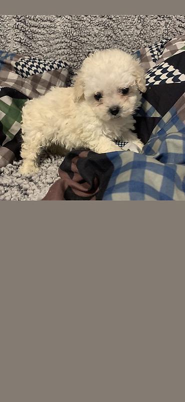 İtlər: Pudel, 2 ay, Erkek, Ödənişli çatdırılma -da lalafo.az — 10 İtlər: Pudel, 2 ay, Erkek, Ödənişli çatdırılma — 10